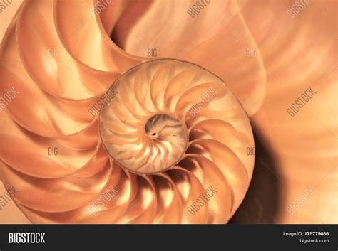 Image result for Nautilus Shell Matrix Multiplication by Vector