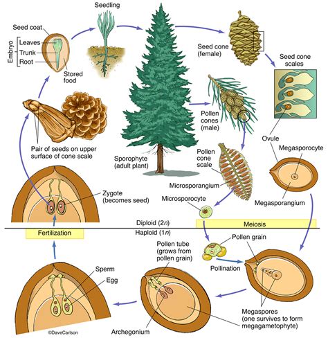 Tree of Life Structure എന്നതിനുള്ള ഇമേജ് ഫലം