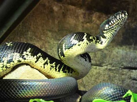 Image result for Boelen's Python