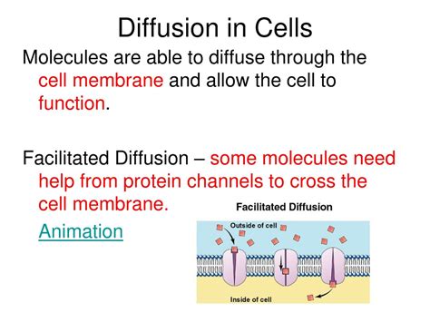 PPT - MOVEMENT THROUGH THE MEMBRANE Bubble Lab PowerPoint Presentation ...