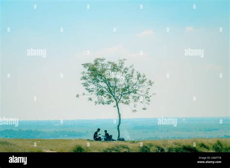 Image result for Trees Man Java Island