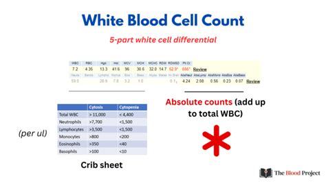 Image result for WBC Count