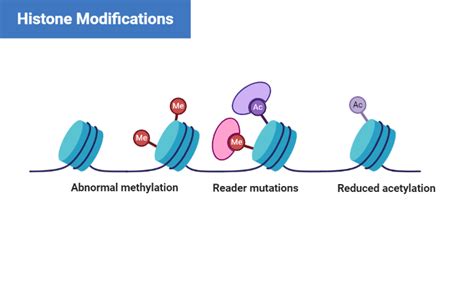 Toradh íomhá ar Histone Modification Cell Division