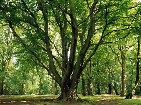 Image result for Tree Stand Gun Rest