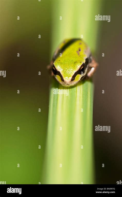 Afbeeldingsresultaten voor Pacific Tree Frog