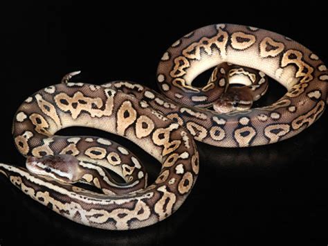 Pewter Ball Python に対する画像結果