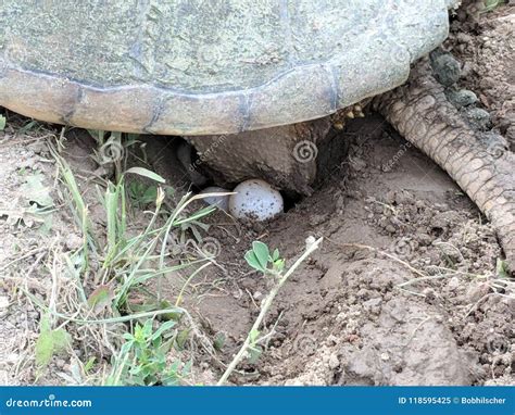 Afbeeldingsresultaten voor snapping turtle eggs