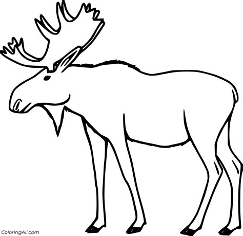 Image result for Moose Coloring Page PNG