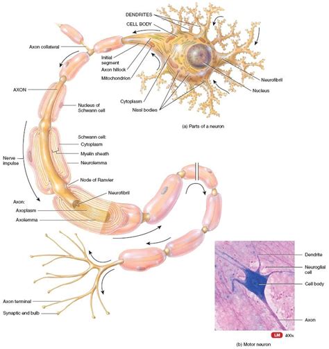 A Multipolar Neuron에 대한 이미지 결과