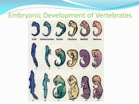 Image result for Vertebrate Embryo Development