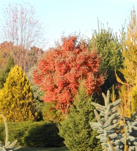 Paperbark Maple Tree Problems に対する画像結果