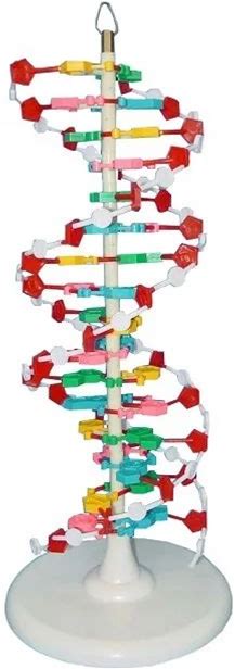 Biology Model DNA Structure