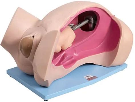 GD/F6 General Doctor Delivery Mechanism Demonstration Simulator Pregnant Woman