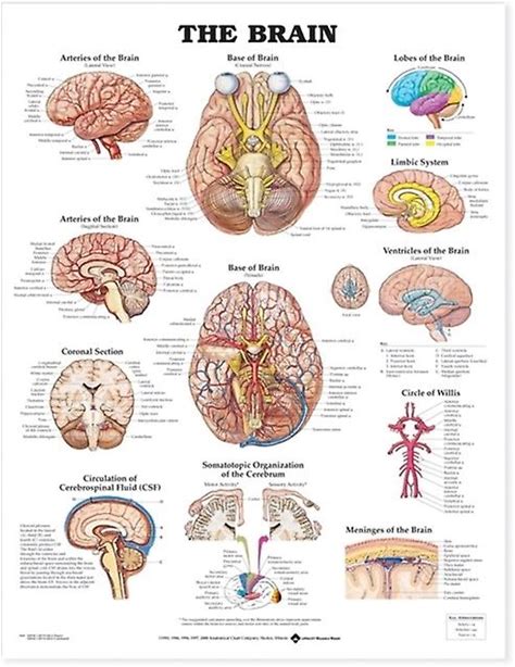 The Brain Anatomical Chart - Anatomical Chart Co - Pre-Clinical Medicine: Basic Sciences - Anatomical Chart Co - Wallchart
