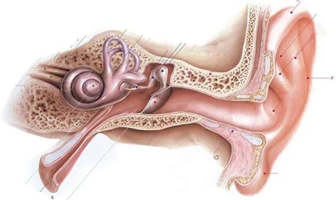 Wall-Mounted Human Ear Anatomy Diagram