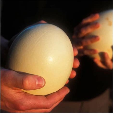 Farm Fresh Fertile White Fresh Chicken Table Eggs/ Ostrich Eggs/Chicks/ For Sale