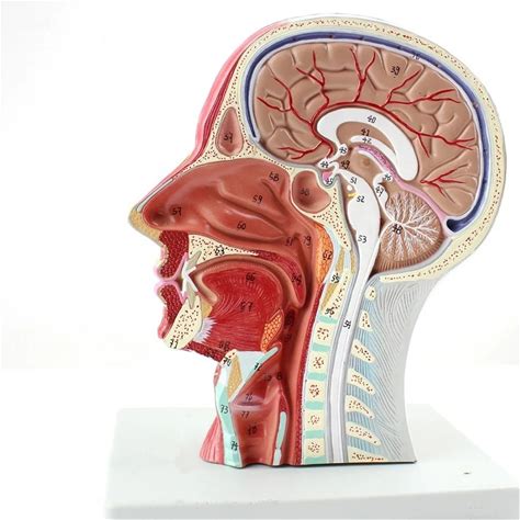 The Model Of Superficial Muscles Nerves And Vas In Face And Neck