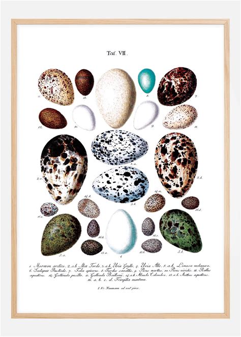 Bird Egg Chart Poster (21X29.7 cm (A4))