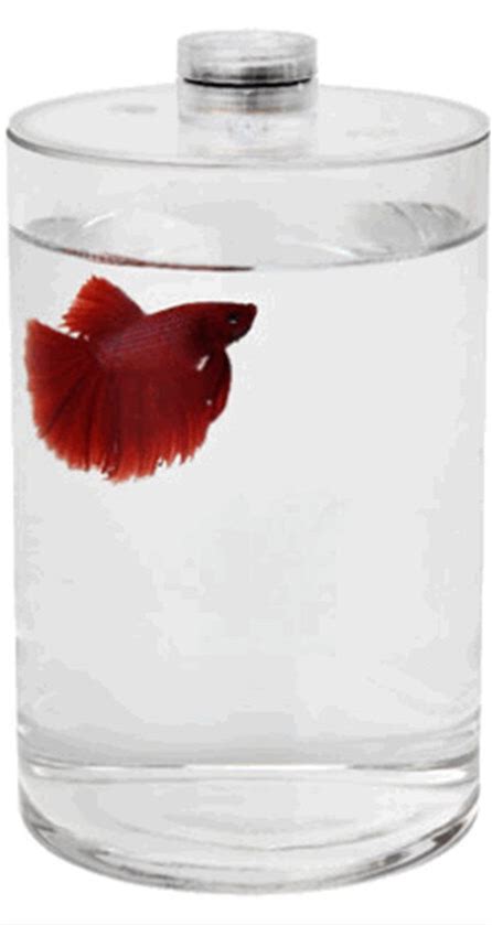 Desktop Betta Fish Tank Mini Live Fighting Fish Tank Office Desktop Diy Small Micro Landscape HD Glass