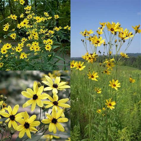 Seeds For Planting, Coreopsis Tripteris Seeds, Tall Tickseed, Tall Coreopsis, Atlantic Coreopsis, Bulk Wholesale Seed.