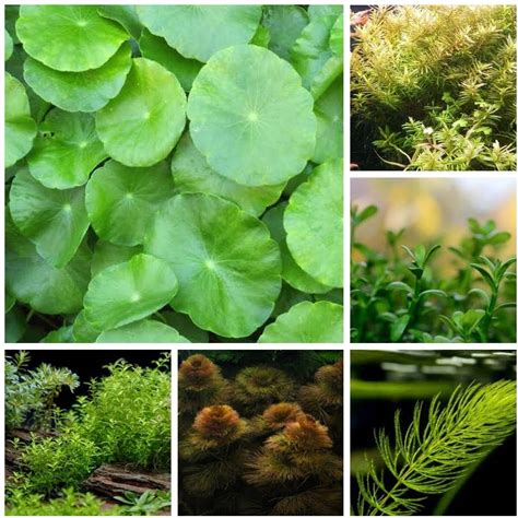 Low Light Plant Bundle 6 Pack, Low Tech Live Freshwater Aquarium Bundle, Easy Fish Tank Decor