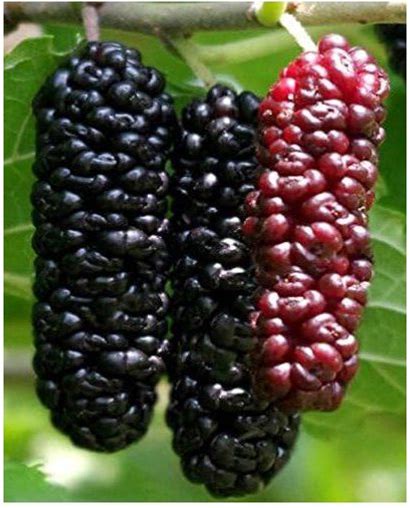 Illinois Everbearing Tree 6-10" Tall, Sweet Fruit To Enjoy Year After Year, Fruit Bearing Potted Plant