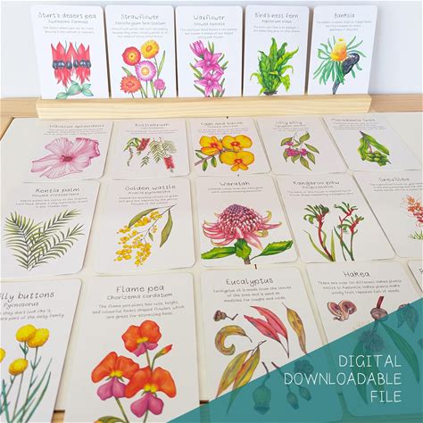 Australian Native Plants Flash Cards DIGITAL DOWNLOAD