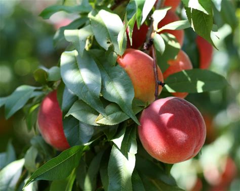 Florida Glo Peach Tree - Low Chill - Self Pollinating Live Fruit Plant Shipped 3 To 4 Feet Tall By DAS Farms
