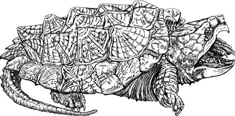 Alligator Snapping Turtle Print, Black And White, Pen And Ink, Turtle, Open Edition