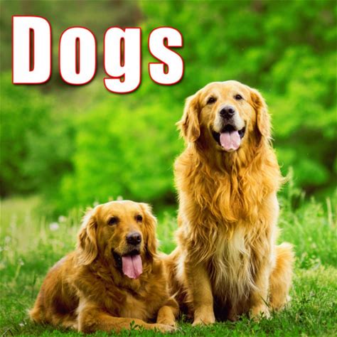 Animals: Dogs