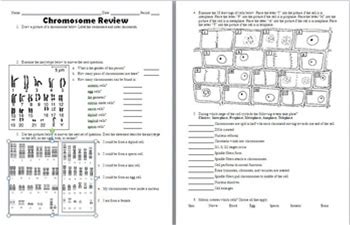 Chromosome, Mitosis, And Karyotype Analysis Worksheet