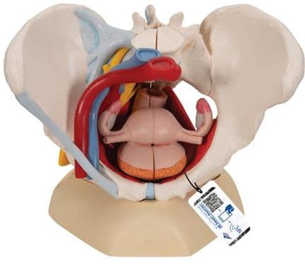 Human Female Pelvis Skeleton Model With Ligaments, Vessels, Nerves, Pelvic Floor Muscles & Organs, 6 Part - 3B Smart Anatomy | Tensnet.Com