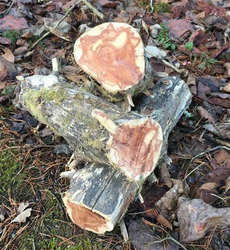 Eastern TN Red Cedar 3 Pc Log Bundle, Locally And Sustainably Sourced - 14 Inch Length