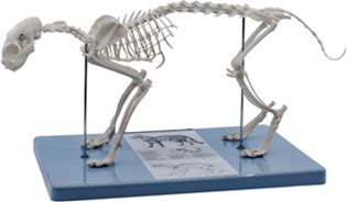 Anatomical Model, 3D Adult Cat Skeletal System,8.25" Tall, Life-Size Skeleton, Domestic Shorthair, Medical Quality, Mounted To Base