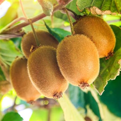 Set 2 Kiwi Plants Live For Planting, 4-6" Hardy Kiwi Plants Vine, Fruit Trees Live Plant For Outdoor Garden