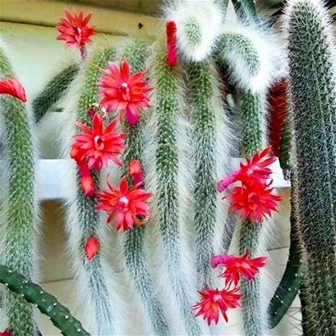 Fresh Monkey Tail Flower Seeds For Planting - 100, 100Pcs