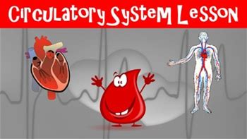 Circulatory System No Prep Lesson With Power Point, Worksheet, Activity