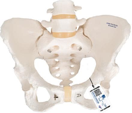 Human Female Pelvic Skeleton Model - 3B Smart Anatomy | Tensnet.Com