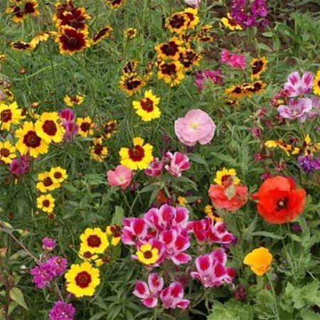 Pollinator Mix - Western - 1 Lb Bulk - Sows 5600 Sq. Ft. - Non-GMO - Annuals & Perennials - Wildflower & Flower Seeds Ideal For The Western USA