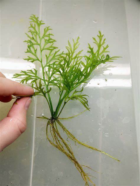Lace Or Broad Leaf Water Sprite, Easy Care Low Tech Live Freshwater Aquarium Plant, Easy Fish Tank Decor