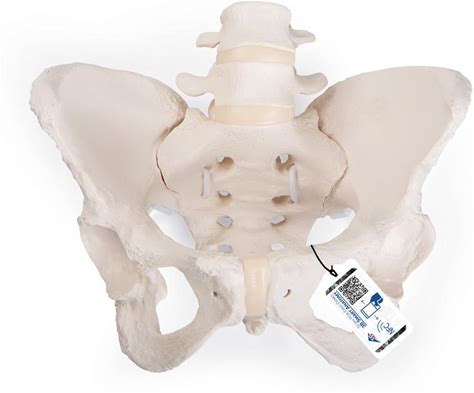 Flexible Female Pelvic Skeleton Model