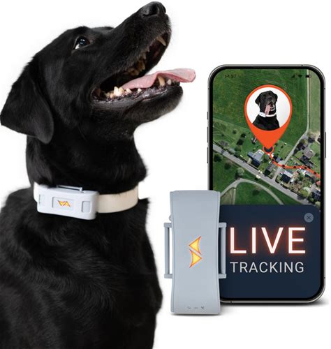 Paj Gps Tracker For Dogs 4 G Gps Collar Tag With Real Time Location Tracking & Runaway Alert Waterproof & Up To 10 D