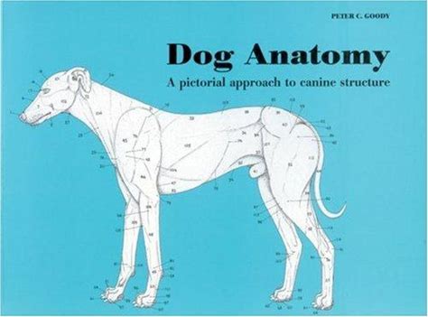 Dog Anatomy A Pictorial Approach To Canine Structure