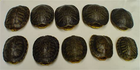 Small Natural Red Eared Slider Turtle Shells 4 - 5 1/2 Inch CHOOSE Your QUANTITY TU20
