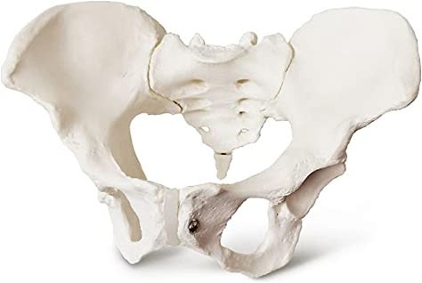 2023 New Female Pelvis Model,Life Size Female Pelvic Skeleton Model, Anatomy Medical Model For Science Education, Study Of The Anatomical Features