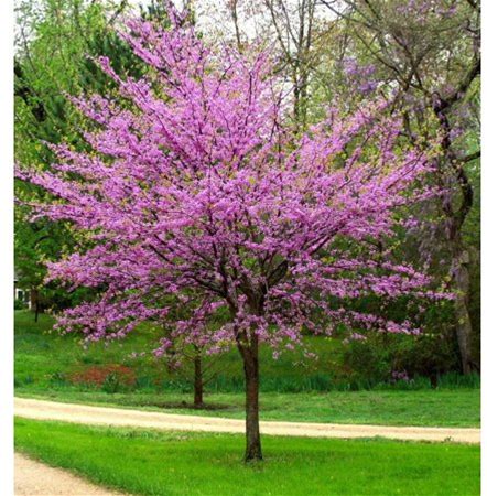 Eastern Redbud Tree ( Cercis ) - Live Plant ( 1 QT )