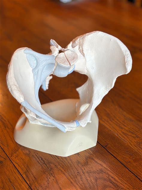 3B Scientific Female Pelvis Skeleton Model (H20/2)