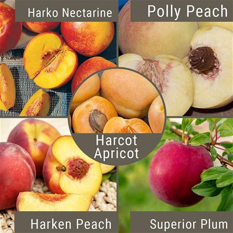 Cold Hardy "Fruit Salad" 4 On 1 Multi Grafted Fruit Tree