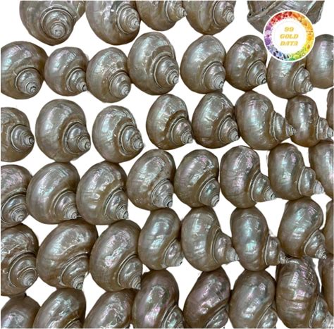 High-Grade Snail Shells, Clean, Durable, Fast Dispatch, Factory Price Export Standard, High Purity