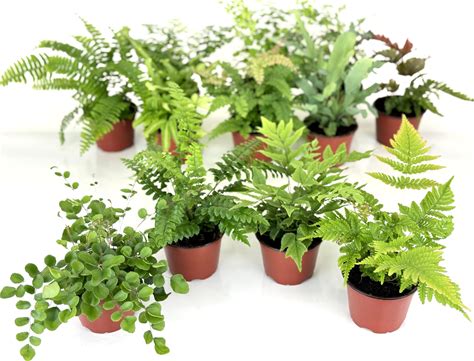 Fern Variety Pack (4 Plants) (4" Pots)